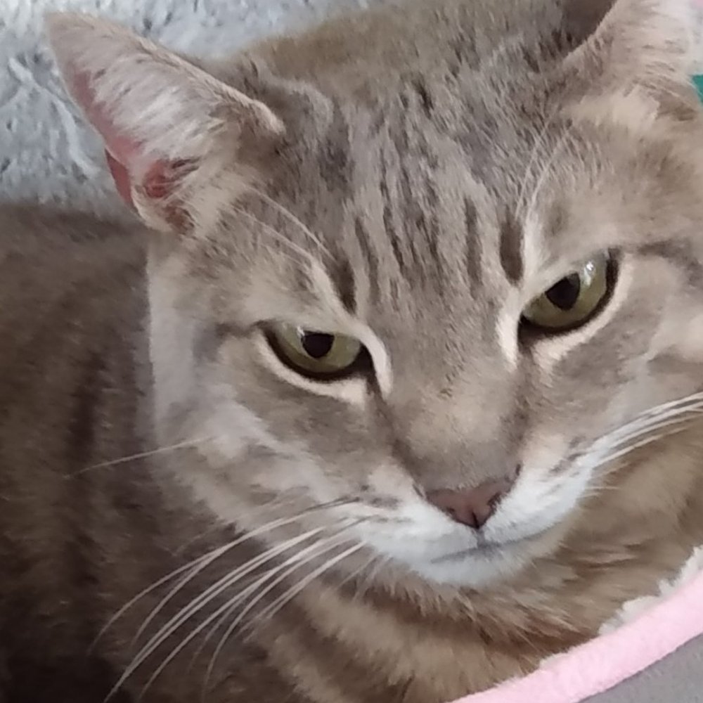 Meet your Posher, ckcatlover